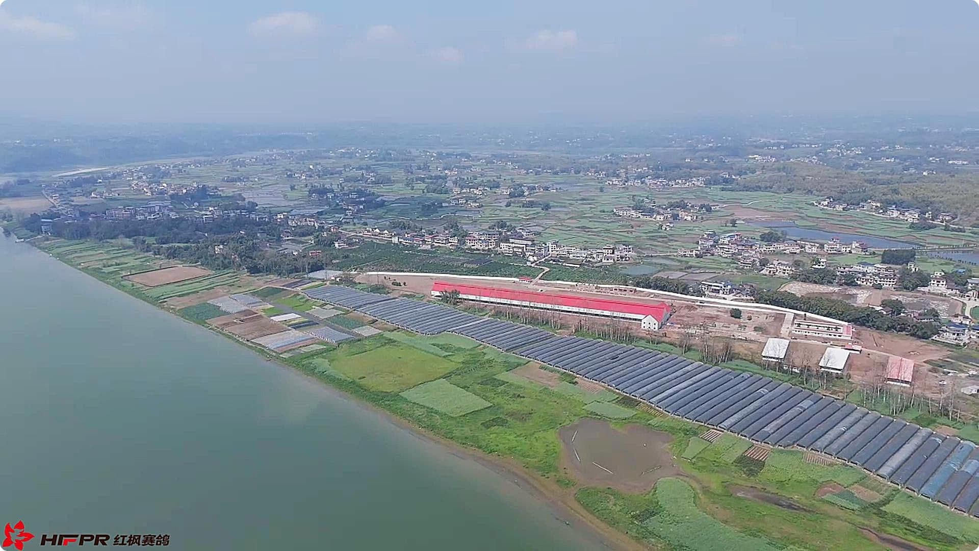 四川红枫春棚：2026赛季迟归鸽领取公告